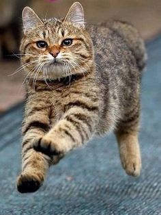 a cat is running down the street with its front paws on it's back legs