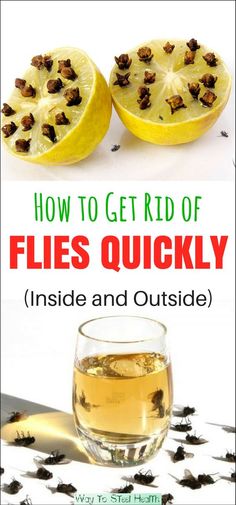 how to get rid of flies quickly inside and outside