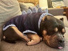 a dog wearing a sweater laying on top of a couch