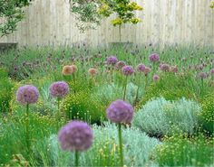 a garden with purple flowers in the middle and green grass on the other side, next to a wooden fence