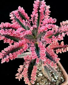 a close up of a plant with pink flowers