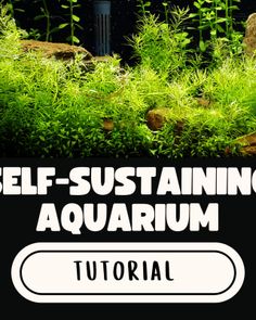 an aquarium with plants growing out of it and the words self - sustening aquarium