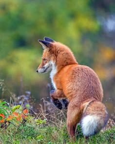 a red fox sitting on its hind legs in the grass