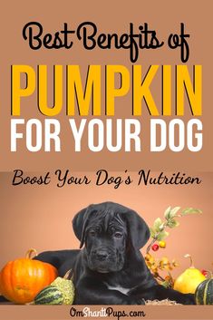 a black dog surrounded by pumpkins with the title best benefits of pumpkin for your dog