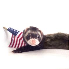 a ferret with an american flag hat on it's head is laying down