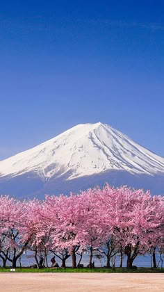 the mountain is covered in snow and pink trees are blooming on the ground below