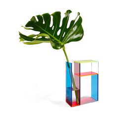 a large green plant in a colorful glass vase