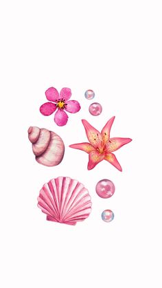 pink flowers and seashells on a white background