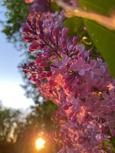 the sun shines brightly behind purple lilacs