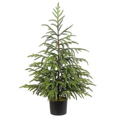 a potted plant with green leaves on the top and black bottom, in front of a white background