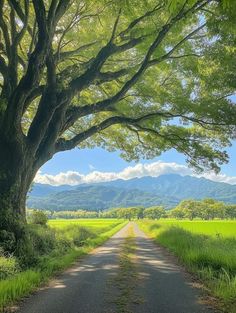 an empty country road surrounded by lush green grass and trees with mountains in the distance