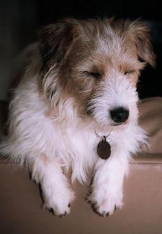 a dog is sitting on a couch with its eyes closed