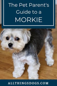 a small dog standing on top of a wooden floor next to a blue sign that says the pet parent's guide to a morkie