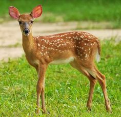 a small deer standing on top of a lush green field