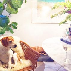 two dogs sitting on a wicker chair next to a table