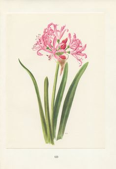 a pink flower with green stems on a white background, in an antique style frame