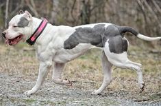 a gray and white dog standing on top of a grass covered field with trees in the background