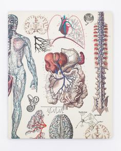 an illustration of the human body and its organs