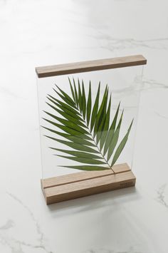 a palm leaf in a glass case on a marble counter top with a wooden base