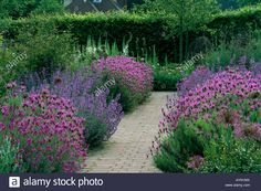 a garden filled with lots of purple flowers next to a lush green hedge covered in trees