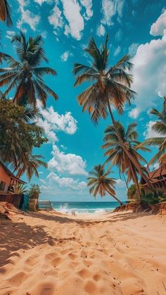 a sandy beach with palm trees and the ocean in the background