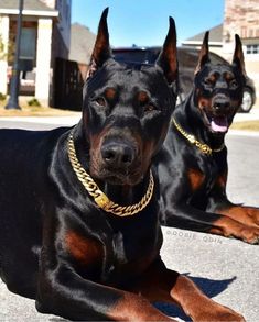 two black and brown doberman dogs laying on the ground in front of a building