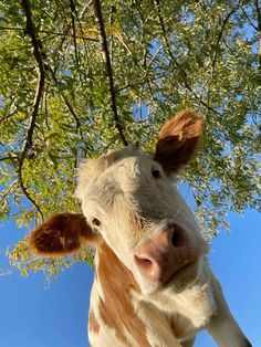 a brown and white cow standing next to a lush green tree on a sunny day