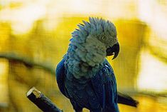 a blue and gray parrot sitting on top of a tree branch in front of a yellow background