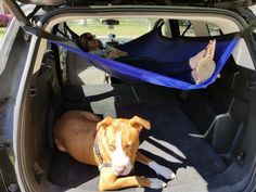 a dog laying in the back seat of a car