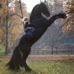 Wild Photography, Most Beautiful Horses, Friesian Horse, Horse World, Cute Horses, Black Horse, Pretty Horses, Wildlife Animals, Horse Pictures