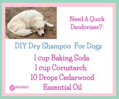 a white dog laying on top of dirt next to a pink and blue sign that says diy dry shampoo for dogs