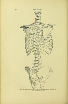 an old book with a drawing of the back of a human skeleton on it's side