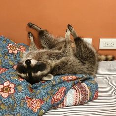 a raccoon is laying on its back on a bed