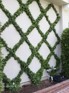 a bike parked in front of a white wall covered with green vines and ivys