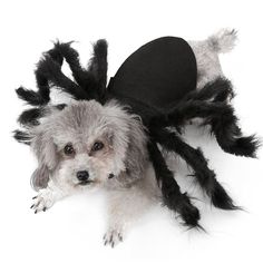 a small dog wearing a spider costume on its back with the caption, listen to them