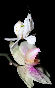 a close up of a flower with a praying mantisbee on it's back