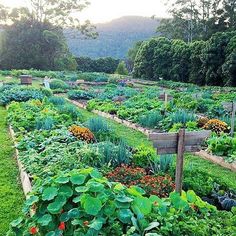 a garden filled with lots of different types of plants and vegetables next to each other