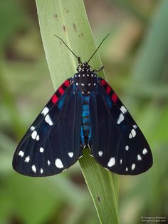 a blue and red butterfly sitting on top of a green plant