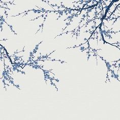 the branches of a tree with blue flowers against a white background