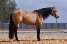 a brown horse standing on top of a dry grass field