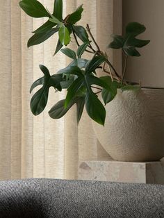 a potted plant sitting on top of a table next to a window