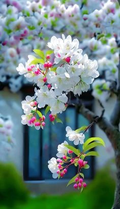 white flowers are blooming in front of a window with green leaves on the branches