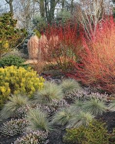 colorful shrubs and trees in a garden