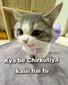 a grey and white cat wearing a purple bow tie on top of a bed with the caption kya be chirkutya kasi hai tu