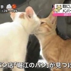 two cats playing with each other in front of a tv screen that has japanese characters on it