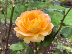 an orange rose is blooming in the garden