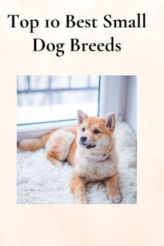 the top 10 best small dog breeds in the world, with an image of a brown dog