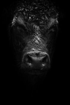 a black and white photo of a cow's face with water droplets on it