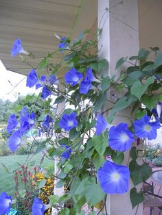 blue flowers growing on the side of a house