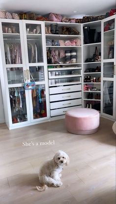 a dog sitting on the floor in front of a closet